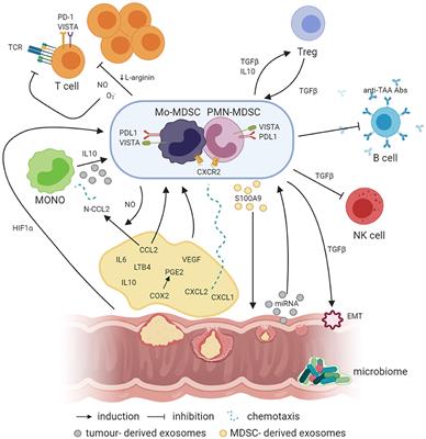 Myeloid-Derived Suppressor Cells in Colorectal Cancer